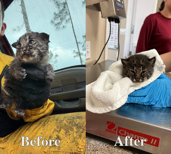 Bobcat kitten rescued from brush fire being treated at CROW